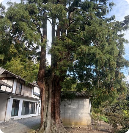 清岸院の大樫
